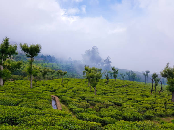 A Quiet Tour of India’s Coffee Estates